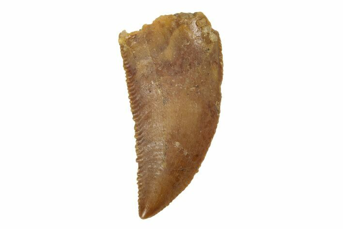 Serrated, Raptor Tooth - Real Dinosaur Tooth #245785